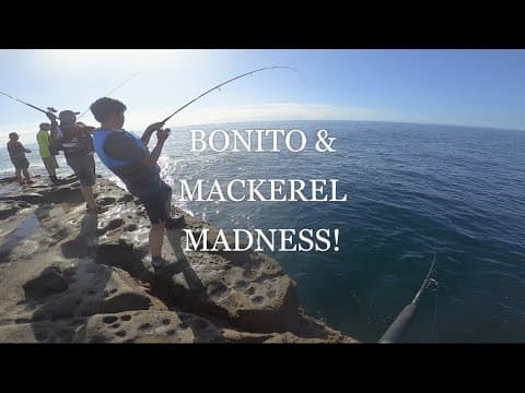 Bonnies &amp; Mackerels all day [Wollongong, Coal Cliff-  Rock Fishing Land Based]