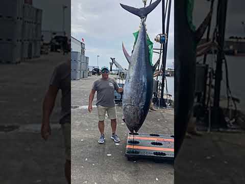 1,496 Pound Blue Fin Tuna 🍣 World Record IGFA 🎣 #fishing #fish #animals