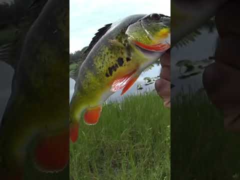 Peacock Bass on Wacky Worm