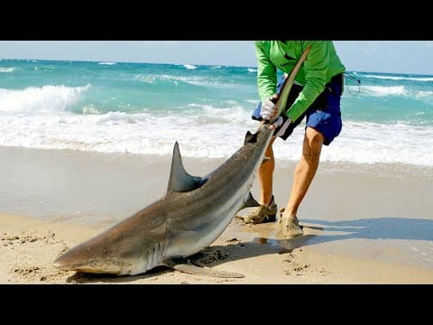 Catching Sharks from the Beach &amp; How it Started
