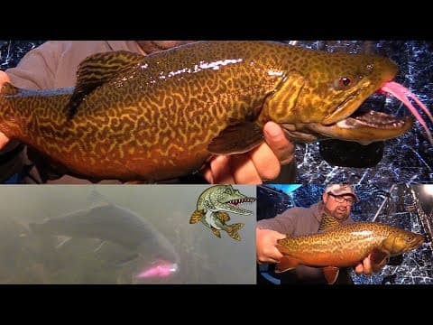 First Ice Tiger Trout! -- Smashing Hair Jigs!