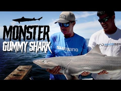 How To Catch Monster Gummy Shark - Tips and Hints!