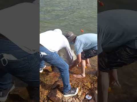 giant fish catch in tai mei tuk h.k #short #indaysonia