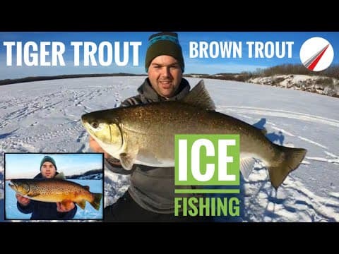 Ice Fishing Tiger Trout & Brown Trout