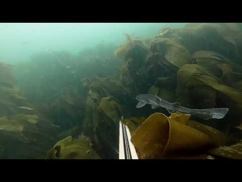 Spearfishing Ireland - Dogfish biting camera
