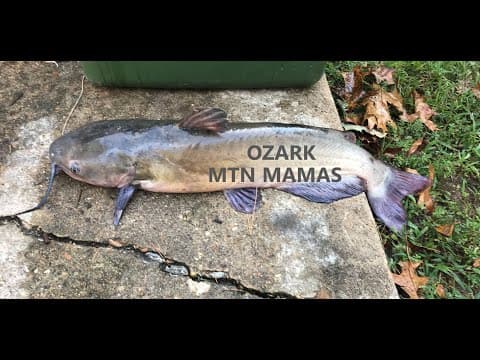 Catfish hauls on Bull Shoals Lake
