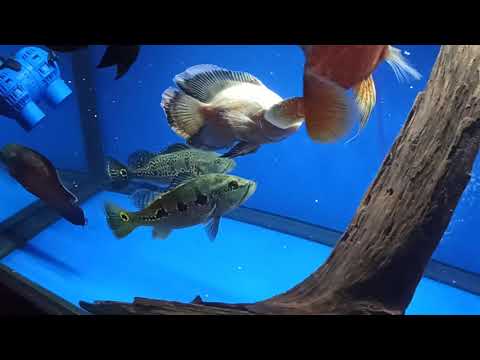 Peacock Bass Feeding Time