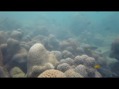 【4K】Snorkeling in Tung Ping Chau Marine Park | Hong Kong coral reef