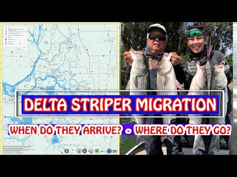 Stripers Migration - Where & When Do They Come (CA Delta)?