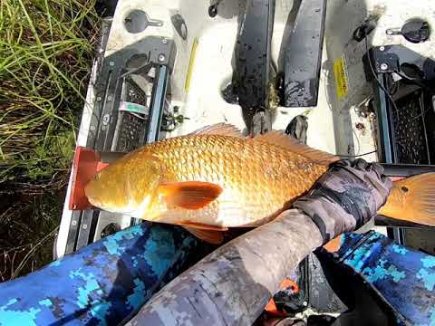 Catching Redfish in Reggio
