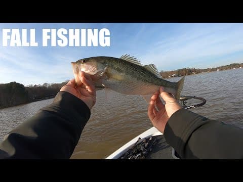 Lake Norman Fall Bass Fishing