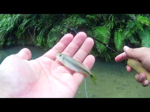 Fly Fishing in Hong Kong