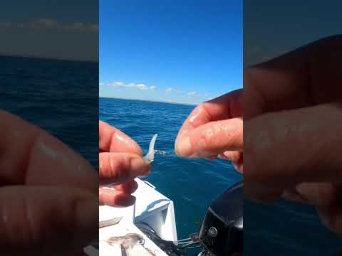 #Fishing for WHITING with circle hooks