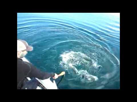 holymacaroni Salmon fishing Bodø Norway
