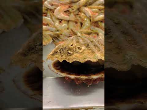 Oysters ||Mattra fish market ||Muscat ||seafood ||Oman