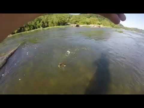 River smallmouth fishing Harpers Ferry