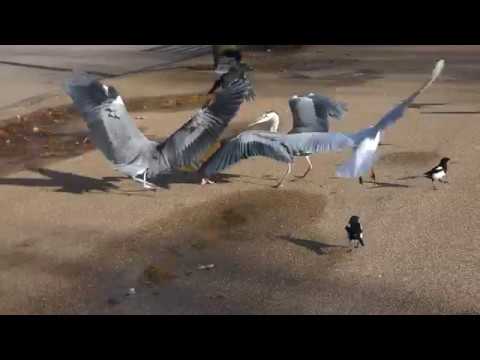 Feeding Grey Herons