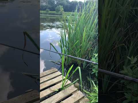 Float fishing for tench. #fishing #tench