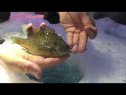 Lake Waconia ~  Ice Fishing ~ Waconia Minnesota