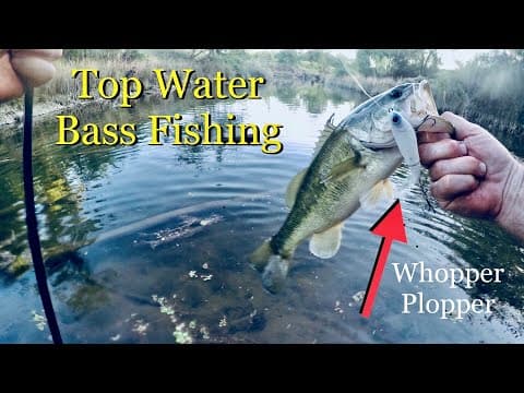 Top Water Bass Fishing With The Whopper Plopper (LAKE NATOMA)