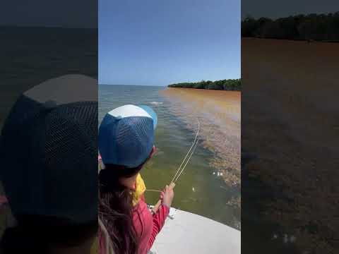 big tarpon on dry fly