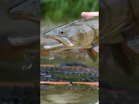 Favorite Bull Trout Stream in Idaho?! #flyfishing #troutfishing