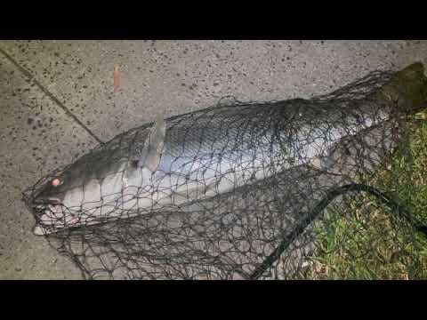 What A Frighter, Mulloway Number 2 Of The Season, Maribyrnong River Footscray Melbourne. 91 cm 7kg