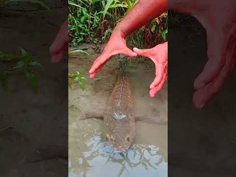 &quot;Giant Catfish Found in Muddy Waters&quot; #giantfish #fishinglife #fishingvideo