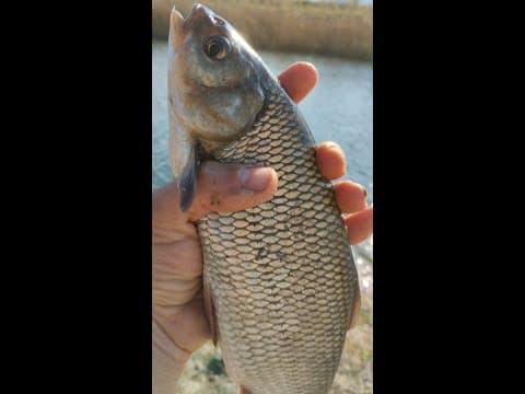Pecanje bele ribe DTD( Vrbas i Ruski Krstur)-(White fish fishing)