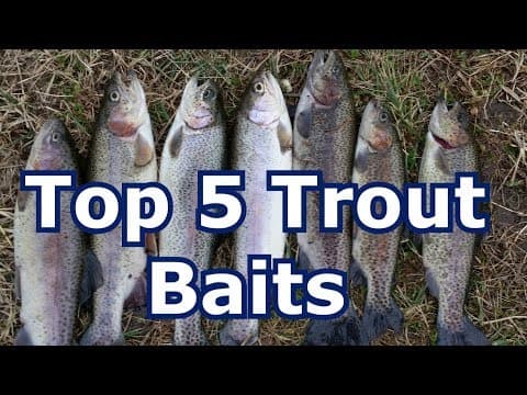 Best 5 Baits for Trout