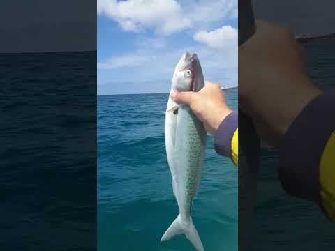 'Blood Warning' - Australian Salmon Catch, These Fish Must Be Bleed Upon Capture.