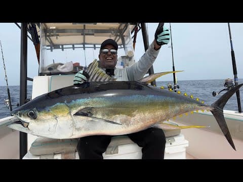 Yellowfin Tuna Hunt Muscat Oman #fishing #yellowfin #yellowfintuna