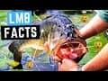 11 Largemouth Bass Facts That Will Blow Your Mind