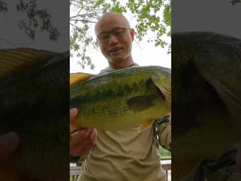 Hookup big fish in weedy pond!