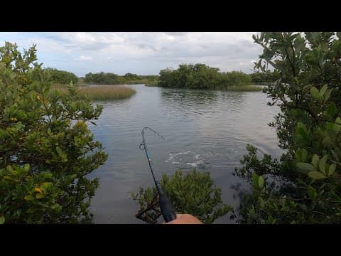 Top water and Float Rig land based fishing in St Augustine! I’ve never caught one of these before!