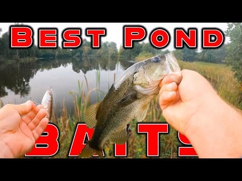 The Best Baits For Summer Pond Fishing! ( And Bank Fishing )