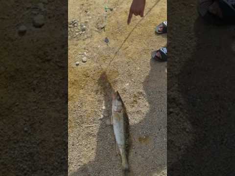 Walleye fish caught at Rock River dam