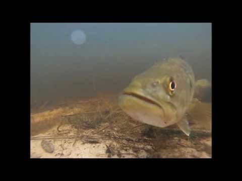 UNDERWATER FOOTAGE!!!! Bass reacting to bait and eating it!!!