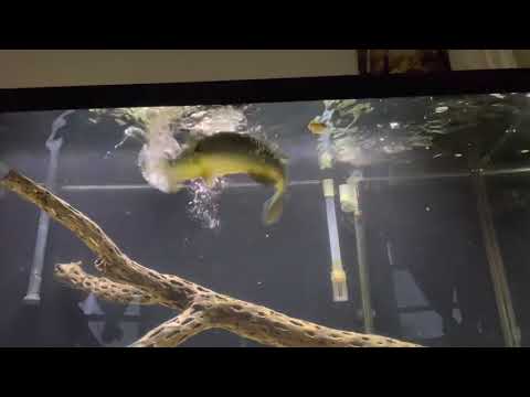 Feeding Pet LARGEMOUTH BASS With A Live Mouse!