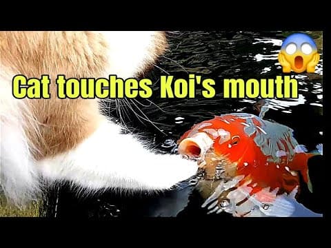 Cute Interaction Between Cat And Koi fish