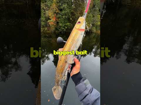 We Caught a Fish on the World’s Biggest Lure 🤯