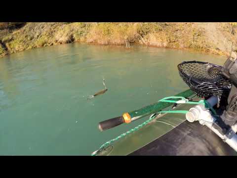 Trout Fishing the Kenai River Late September
