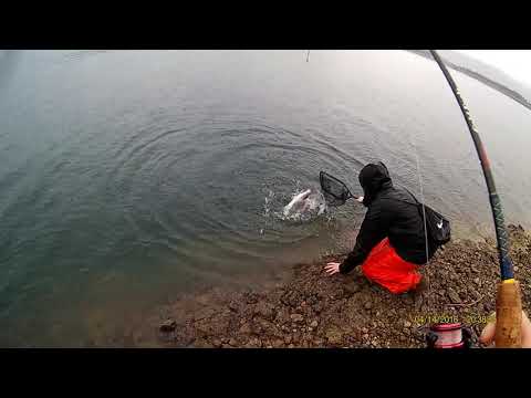 Monster Dolly Varden!