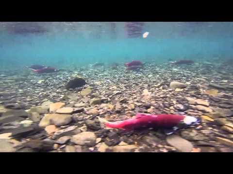 Accidently hooked into a red Sockeye salmon while trout fishing.