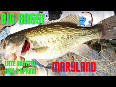 Loch Raven Bass Fishing With The Ned Rig (BIG MARYLAND BASS!)