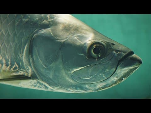 Best Fishing Lures For BIG Tarpon