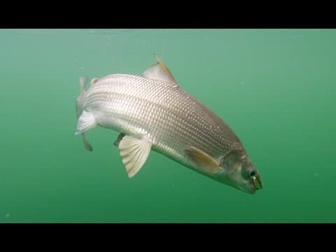 Fishing for Lake Whitefish in Washington