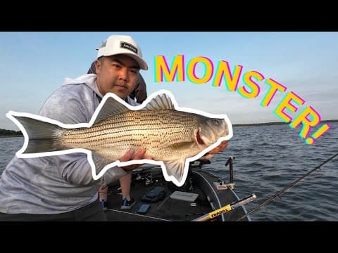 AGGRESSIVE Wiper Fishing 2025 | Rathbun Lake #fishing #Guide #outdoors