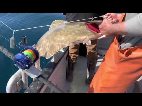 Halibut fishing highlights / Prince William Sound, May 2022