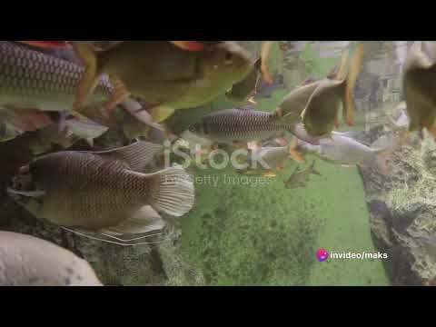Stockholm's Top 5 Fishing Spots #fishing #traveling #stockholm #fishingvideo #fiska #stockholmswede